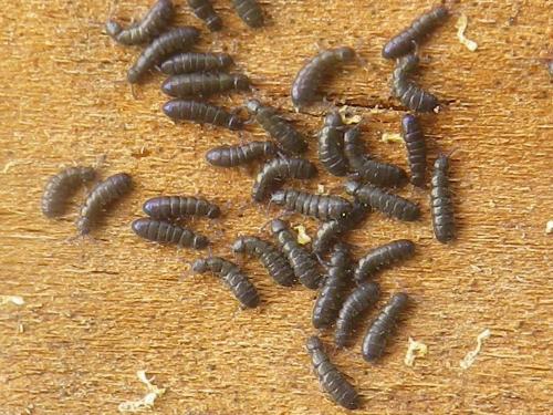 Anurophorus barroudensis